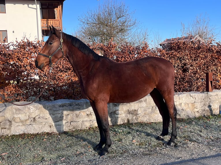 Caballo de deporte alemán Caballo castrado 3 años 160 cm Castaño in Petting