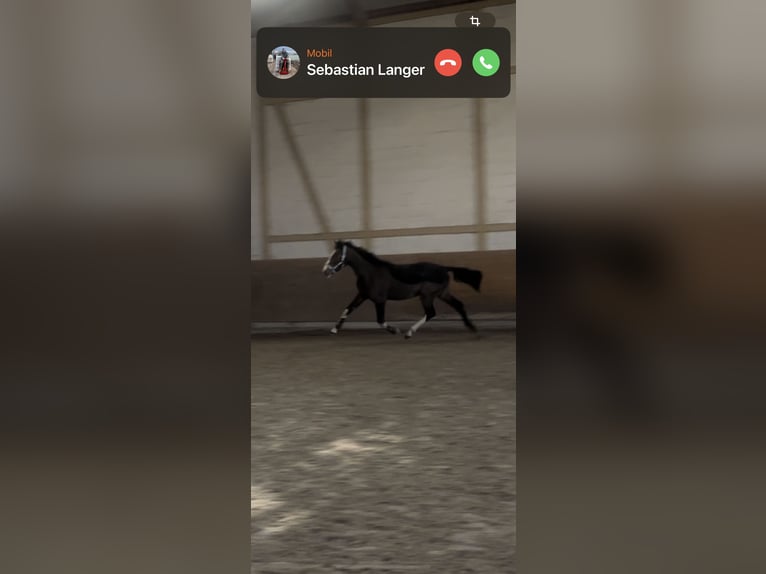 Caballo de deporte alemán Caballo castrado 3 años 160 cm Castaño oscuro in Lebach