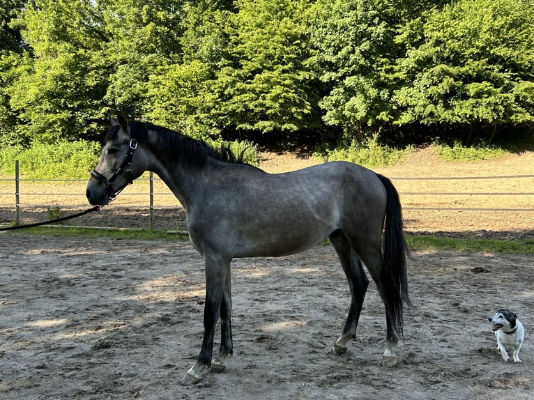 Caballo de deporte alemán Caballo castrado 3 años 160 cm Tordo in Lahr/Schwarzwald