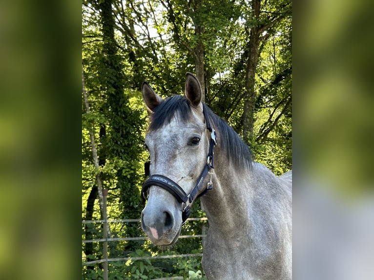 Caballo de deporte alemán Caballo castrado 3 años 160 cm Tordo in Lahr/Schwarzwald