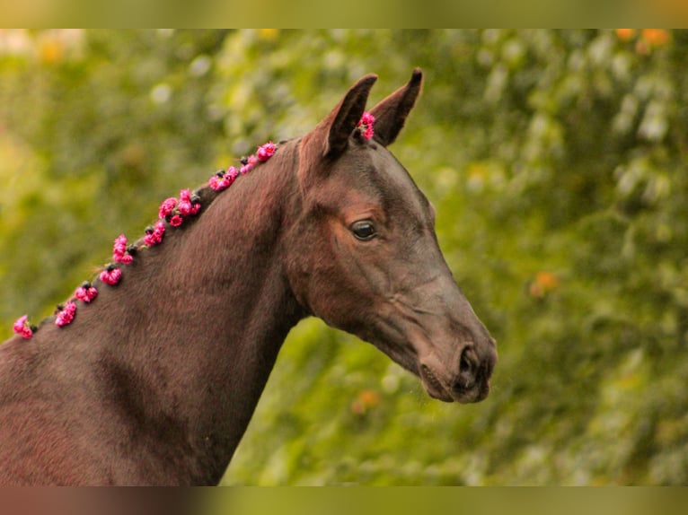 Caballo de deporte alemán Caballo castrado 3 años 161 cm Morcillo in Schwanewede