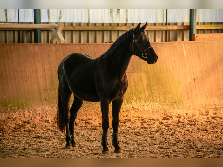 Caballo de deporte alemán Caballo castrado 3 años 161 cm Morcillo in Schwanewede