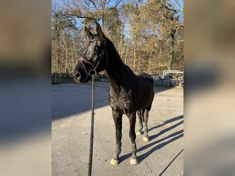 Caballo de deporte alemán Caballo castrado 3 años 161 cm Morcillo in Schwanewede