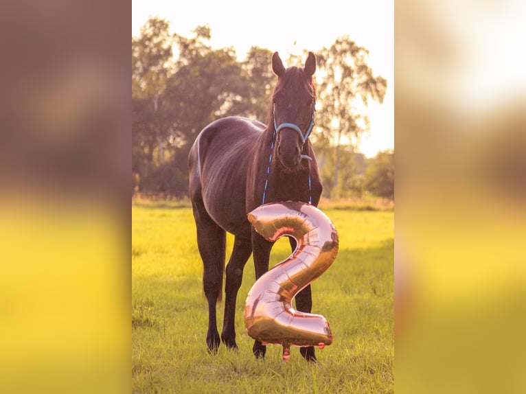 Caballo de deporte alemán Caballo castrado 3 años 161 cm Morcillo in Schwanewede