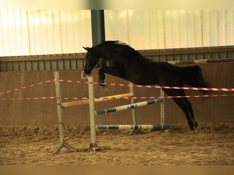 Caballo de deporte alemán Caballo castrado 3 años 161 cm Morcillo in Schwanewede