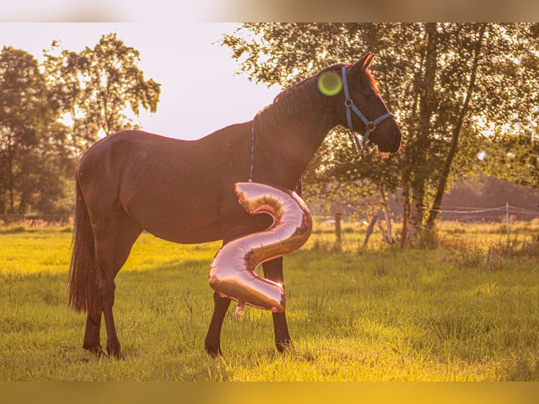 Caballo de deporte alemán Caballo castrado 3 años 161 cm Morcillo in Schwanewede