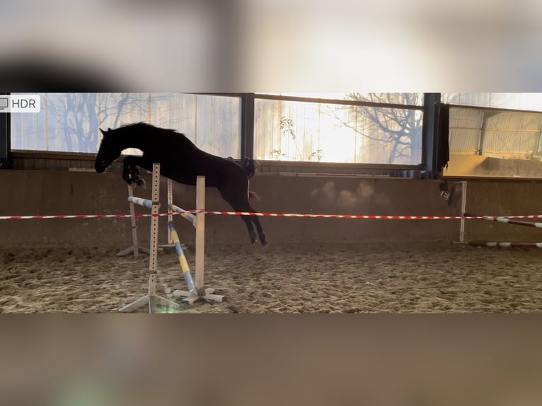 Caballo de deporte alemán Caballo castrado 3 años 161 cm Morcillo in Schwanewede