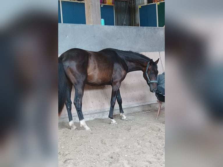 Caballo de deporte alemán Caballo castrado 3 años 162 cm Castaño in Burgen