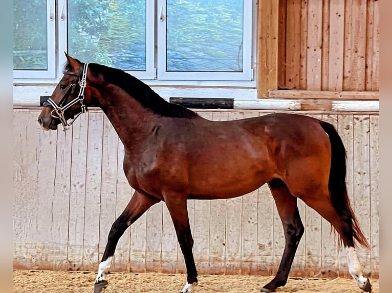 Caballo de deporte alemán Caballo castrado 3 años 162 cm Castaño in Wunsiedel