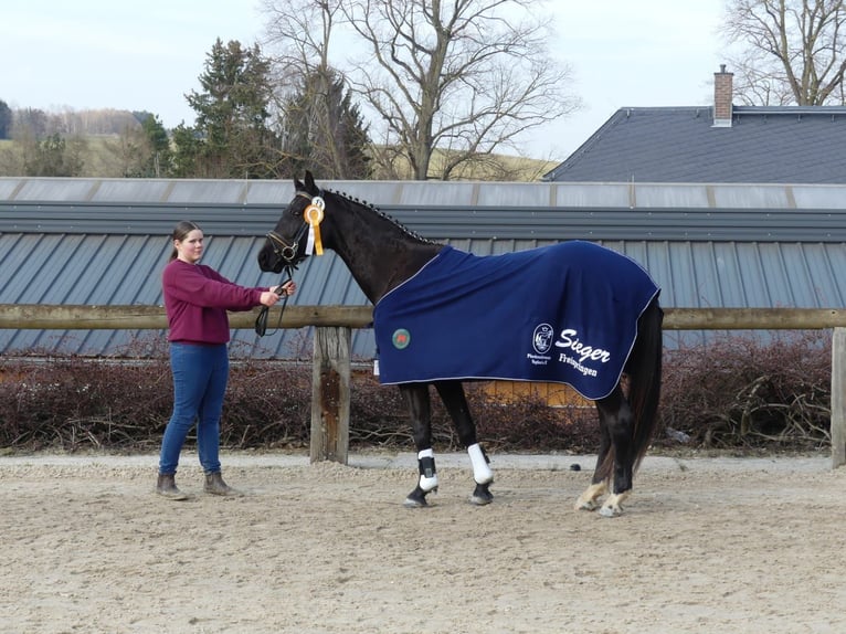 Caballo de deporte alemán Caballo castrado 3 años 162 cm Morcillo in Rosenbach/Vogtl. OT Fr&#xF6;bersgr&#xFC;n