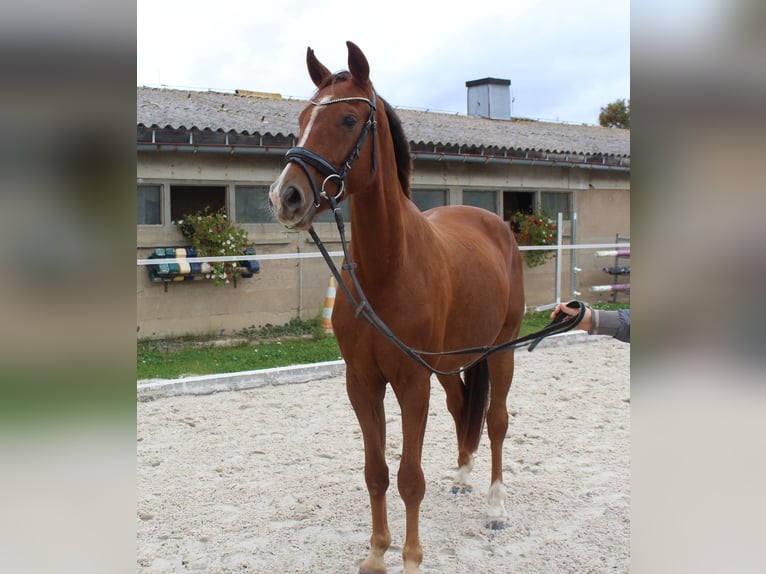 Caballo de deporte alemán Caballo castrado 3 años 163 cm Alazán in Bobritzsch