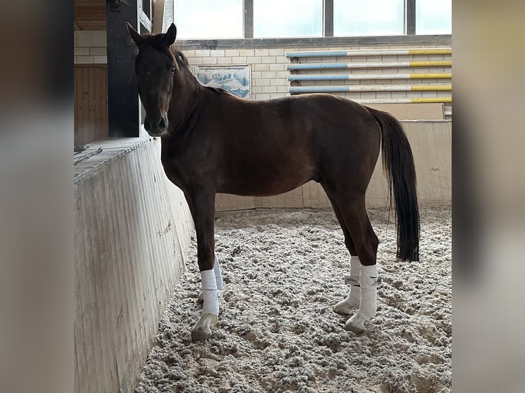 Caballo de deporte alemán Caballo castrado 3 años 163 cm Alazán-tostado in Heinersreuth