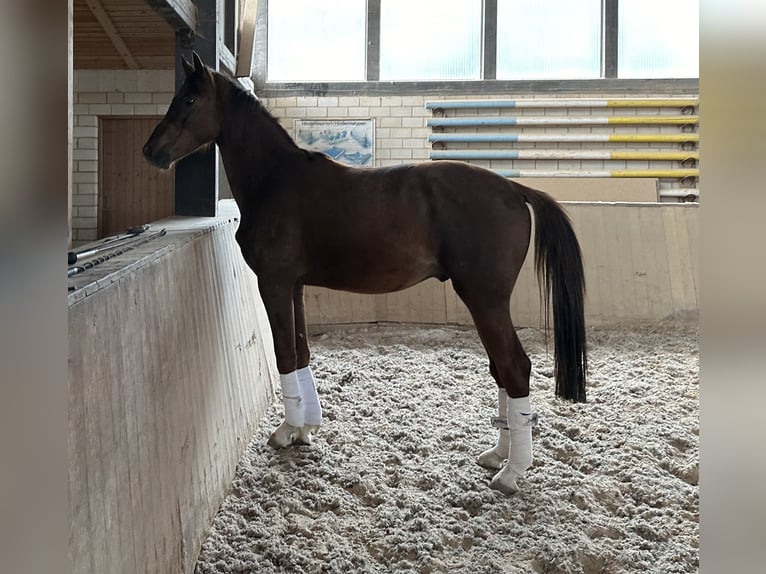 Caballo de deporte alemán Caballo castrado 3 años 163 cm Alazán-tostado in Heinersreuth