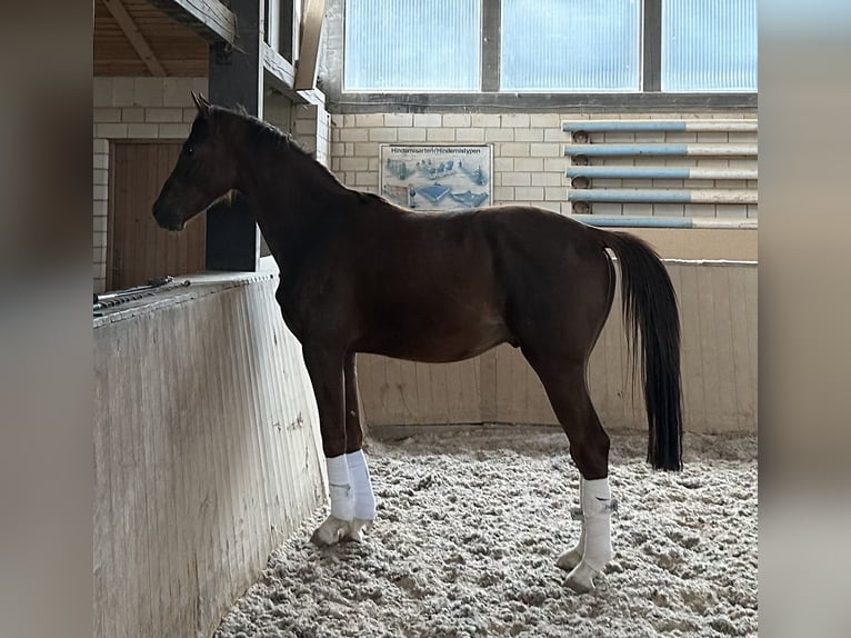 Caballo de deporte alemán Caballo castrado 3 años 163 cm Alazán-tostado in Heinersreuth