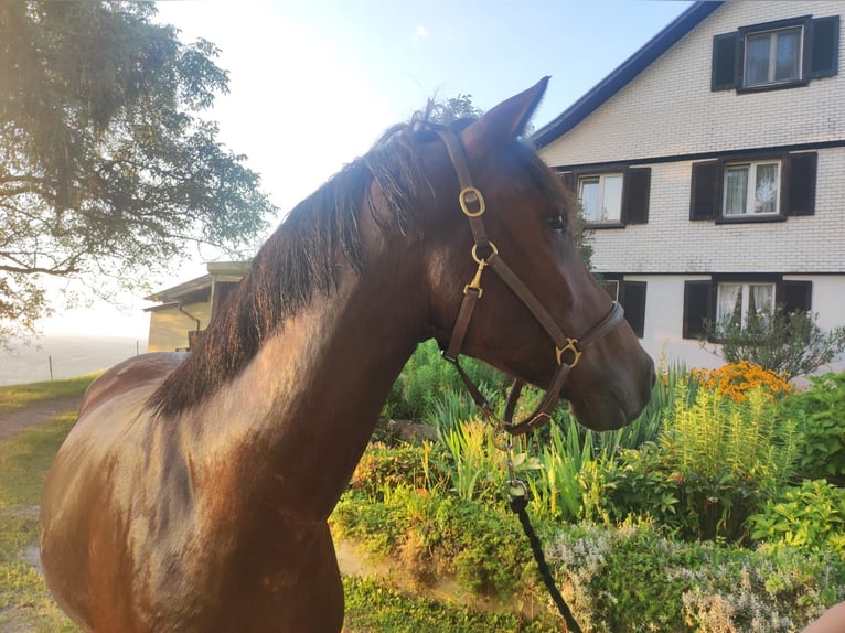 Caballo de deporte alemán Caballo castrado 3 años 163 cm Castaño in Sigmarszell