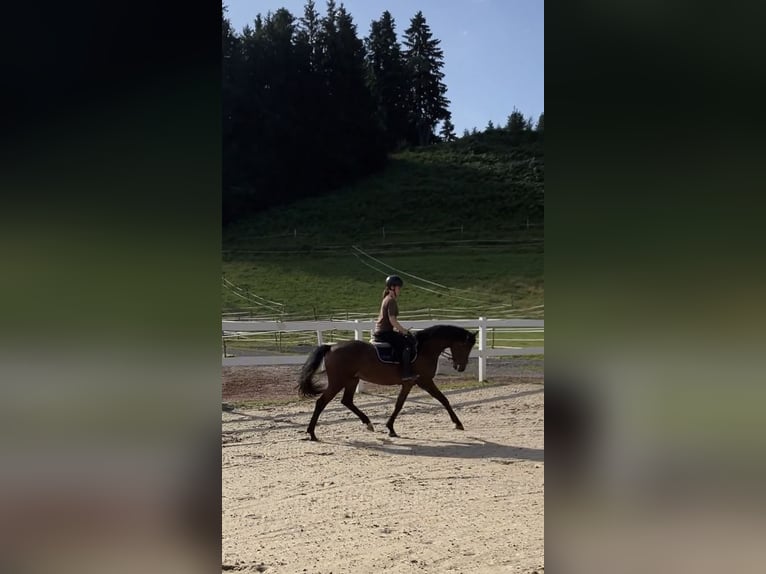 Caballo de deporte alemán Caballo castrado 3 años 163 cm Castaño in Sigmarszell