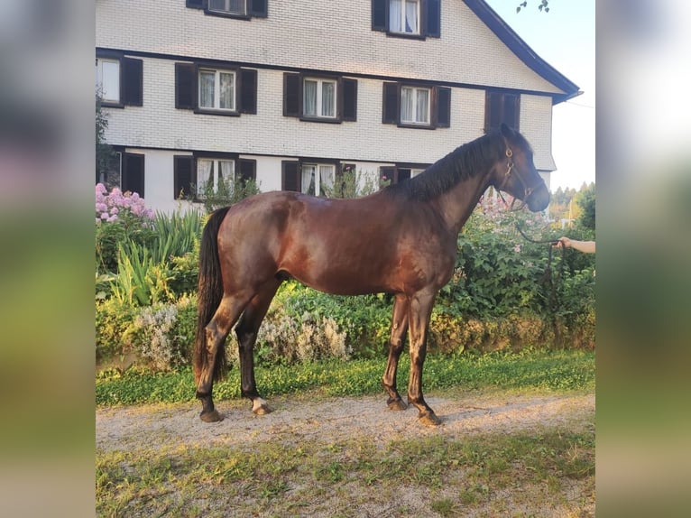 Caballo de deporte alemán Caballo castrado 3 años 163 cm Castaño in Sigmarszell