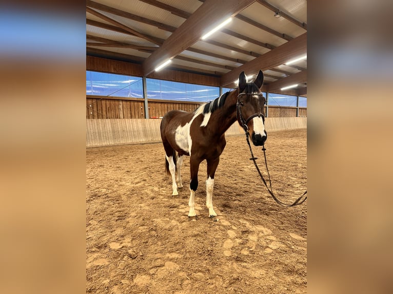 Caballo de deporte alemán Caballo castrado 3 años 163 cm Pío in Leipzig