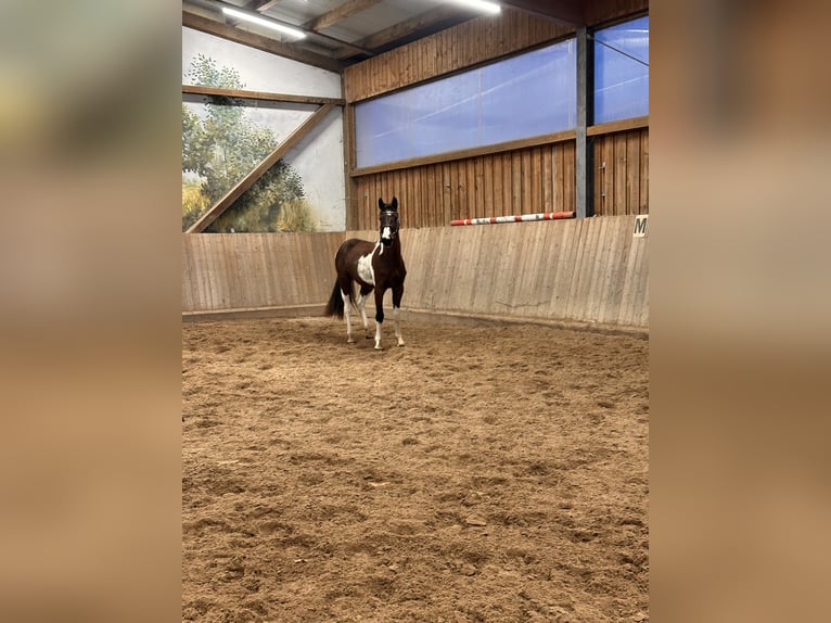 Caballo de deporte alemán Caballo castrado 3 años 163 cm Pío in Leipzig