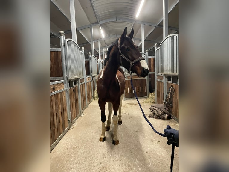 Caballo de deporte alemán Caballo castrado 3 años 163 cm Pío in Leipzig