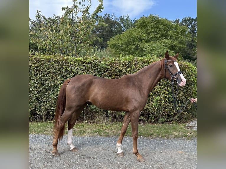 Caballo de deporte alemán Caballo castrado 3 años 164 cm Alazán in Heinersreuth