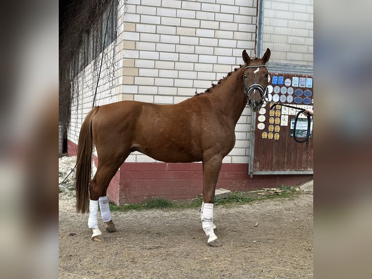 Caballo de deporte alemán Caballo castrado 3 años 164 cm Alazán in Heinersreuth