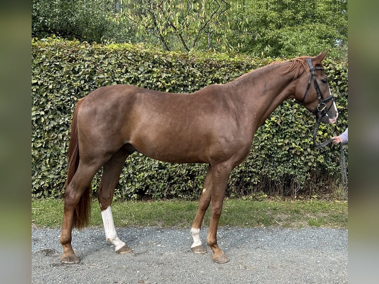 Caballo de deporte alemán Caballo castrado 3 años 164 cm Alazán in Heinersreuth