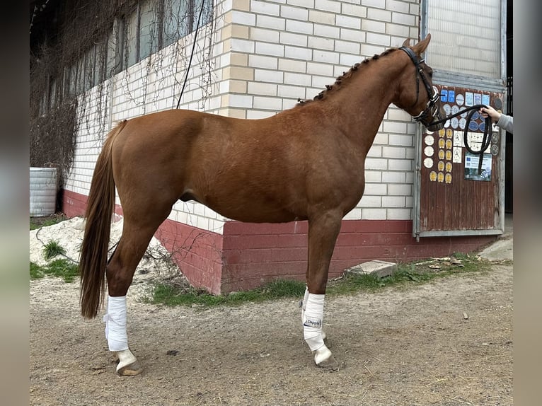 Caballo de deporte alemán Caballo castrado 3 años 164 cm Alazán in Heinersreuth