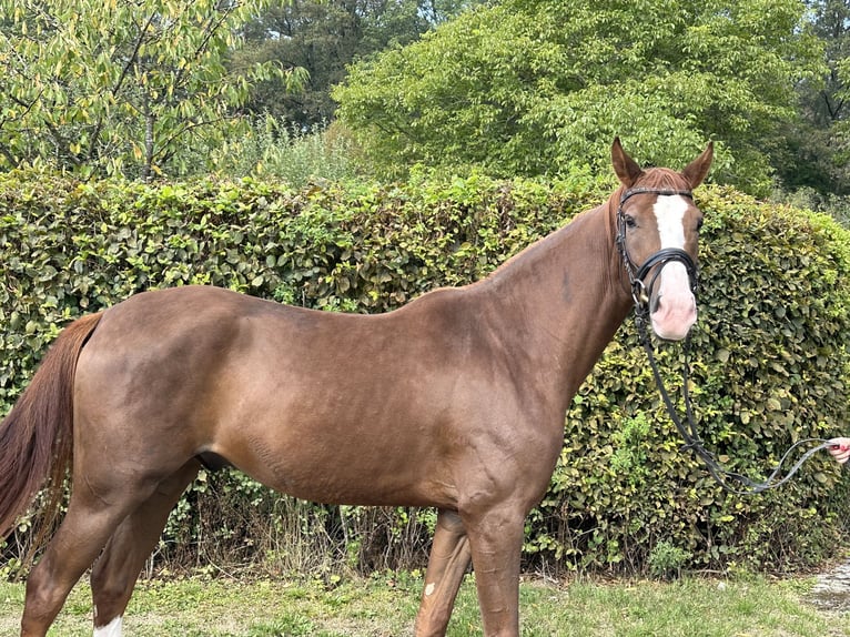 Caballo de deporte alemán Caballo castrado 3 años 164 cm Alazán in Heinersreuth