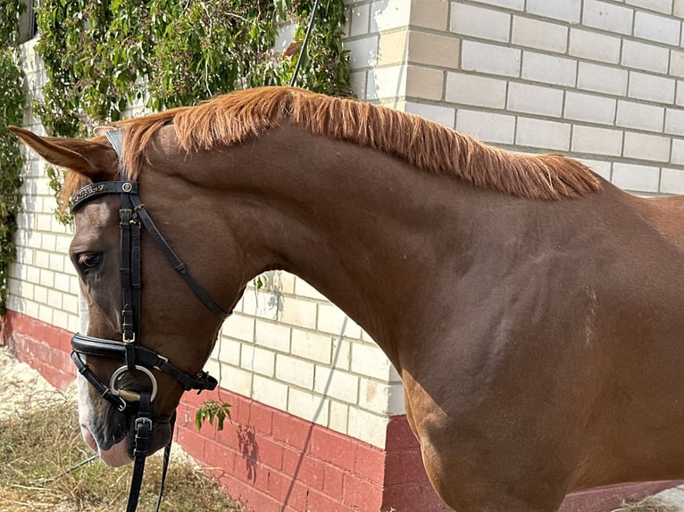 Caballo de deporte alemán Caballo castrado 3 años 164 cm Alazán in Heinersreuth