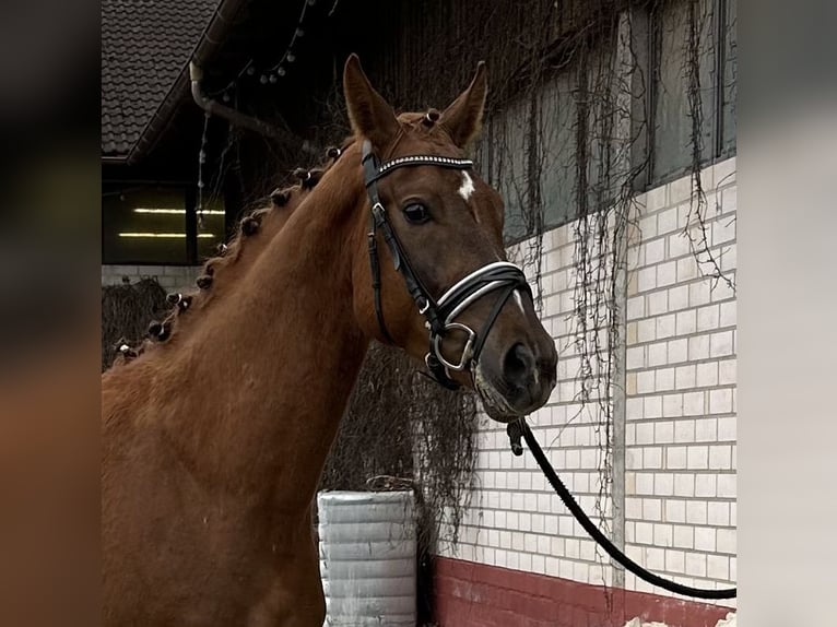 Caballo de deporte alemán Caballo castrado 3 años 164 cm Alazán in Heinersreuth