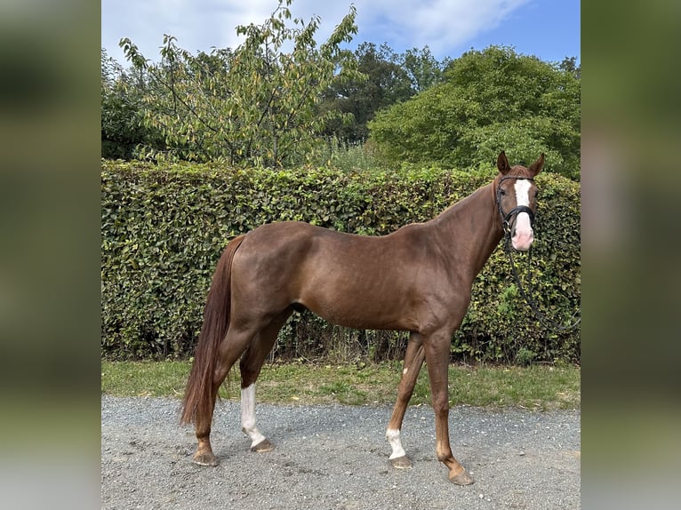 Caballo de deporte alemán Caballo castrado 3 años 164 cm Alazán in Heinersreuth