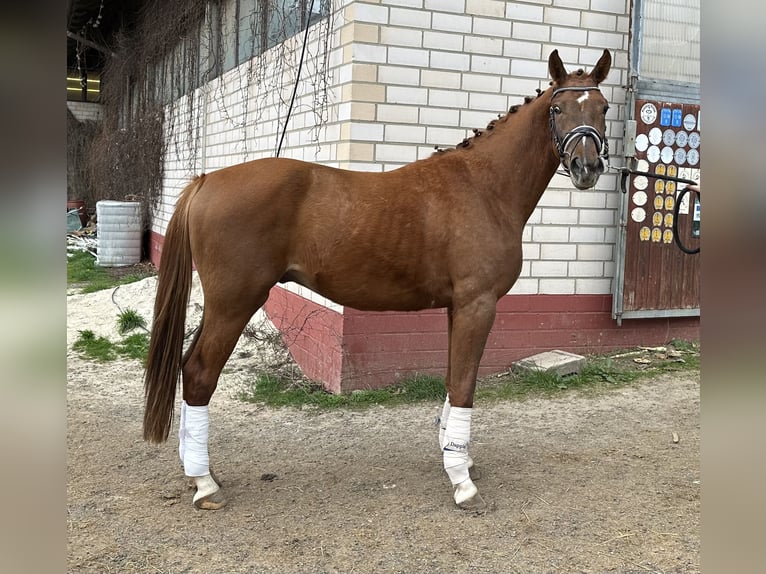 Caballo de deporte alemán Caballo castrado 3 años 164 cm Alazán in Heinersreuth