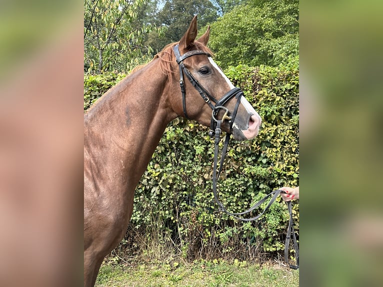 Caballo de deporte alemán Caballo castrado 3 años 164 cm Alazán in Heinersreuth