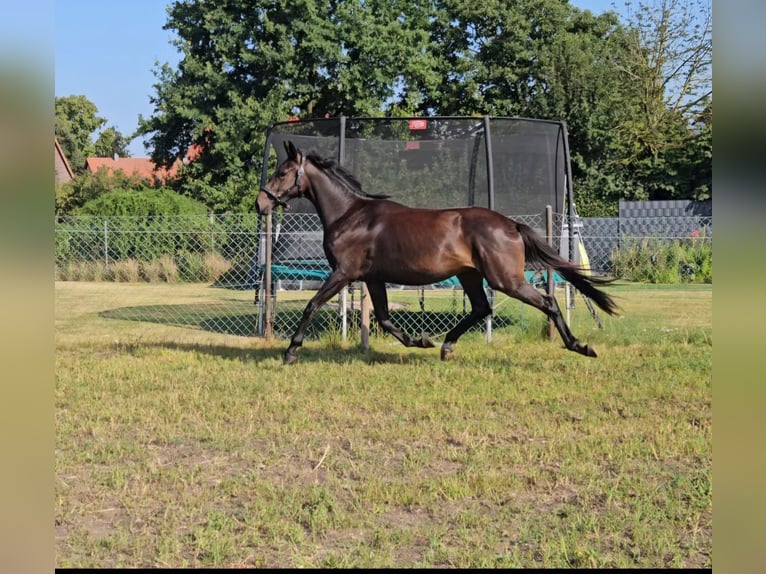 Caballo de deporte alemán Caballo castrado 3 años 164 cm Castaño in Velpke