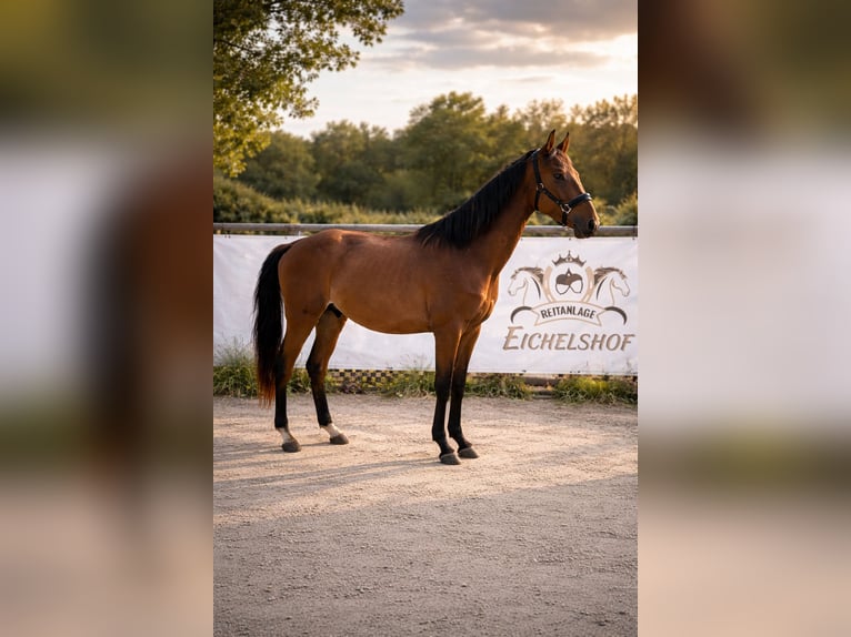 Caballo de deporte alemán Caballo castrado 3 años 164 cm Castaño in Bad König
