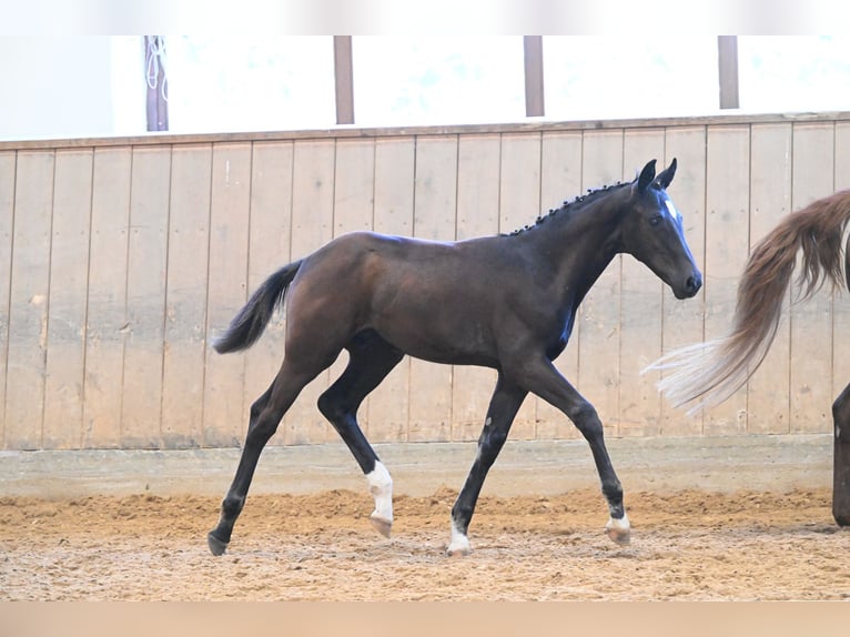 Caballo de deporte alemán Caballo castrado 3 años 164 cm Morcillo in Solnhofen