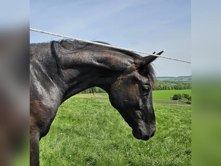 Caballo de deporte alemán Caballo castrado 3 años 164 cm Morcillo in Solnhofen