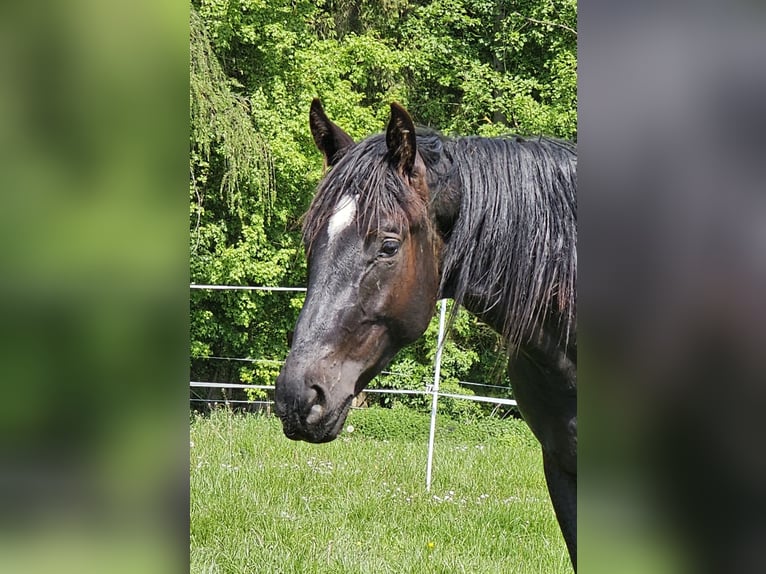 Caballo de deporte alemán Caballo castrado 3 años 164 cm Morcillo in Solnhofen