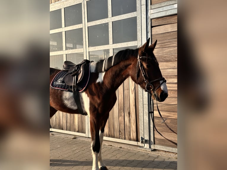 Caballo de deporte alemán Caballo castrado 3 años 164 cm Pío in Leipzig
