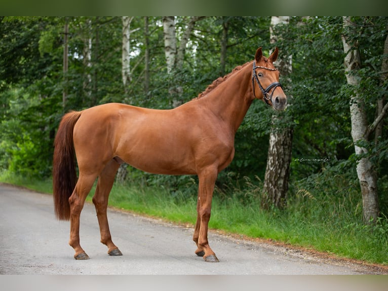 Caballo de deporte alemán Caballo castrado 3 años 165 cm Alazán in Illertissen