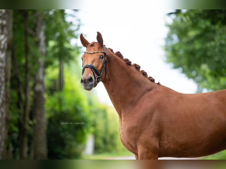 Caballo de deporte alemán Caballo castrado 3 años 165 cm Alazán in Illertissen