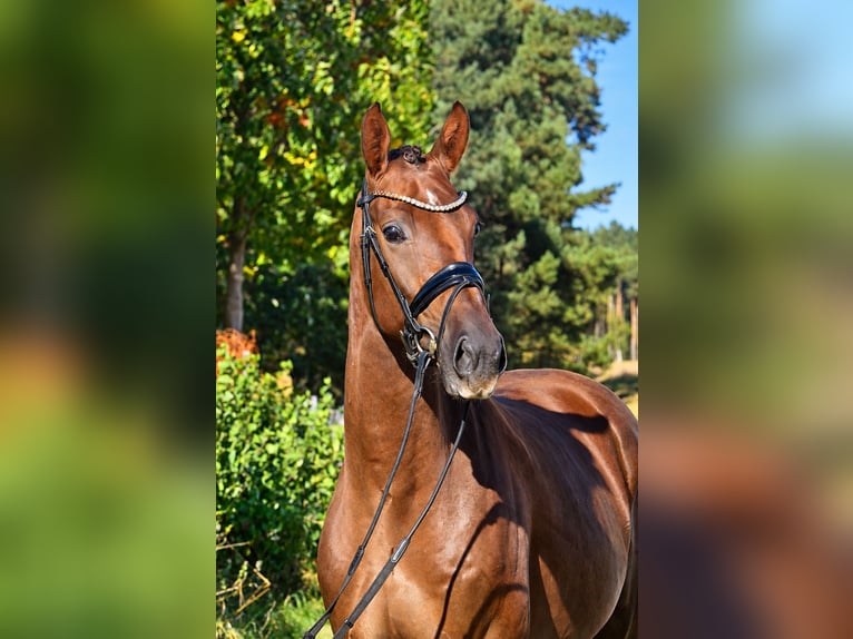 Caballo de deporte alemán Caballo castrado 3 años 165 cm Alazán-tostado in Kamern