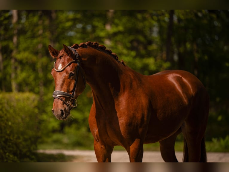 Caballo de deporte alemán Caballo castrado 3 años 165 cm Alazán-tostado in Wehringen