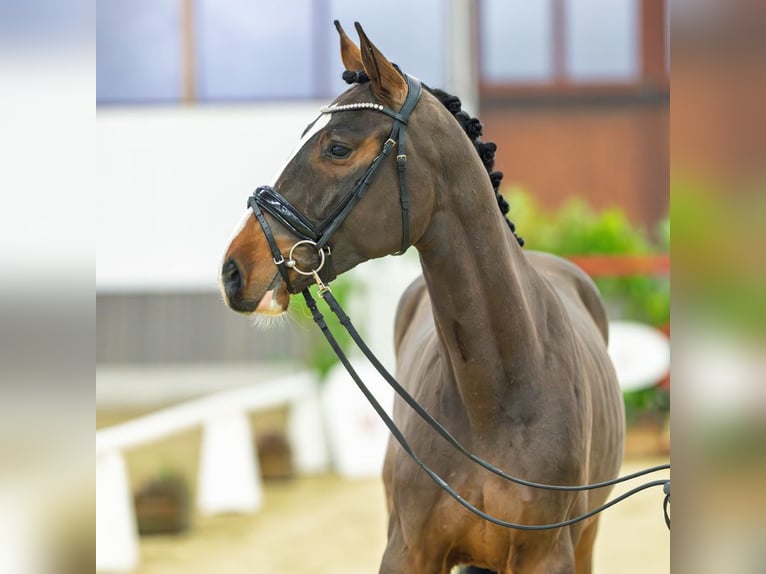 Caballo de deporte alemán Caballo castrado 3 años 165 cm Castaño in M&#xFC;nster-Handorf