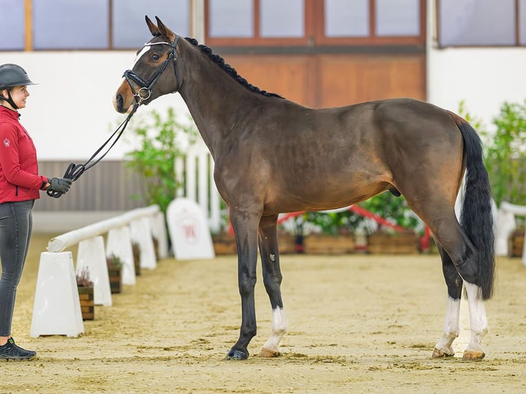 Caballo de deporte alemán Caballo castrado 3 años 165 cm Castaño in M&#xFC;nster-Handorf