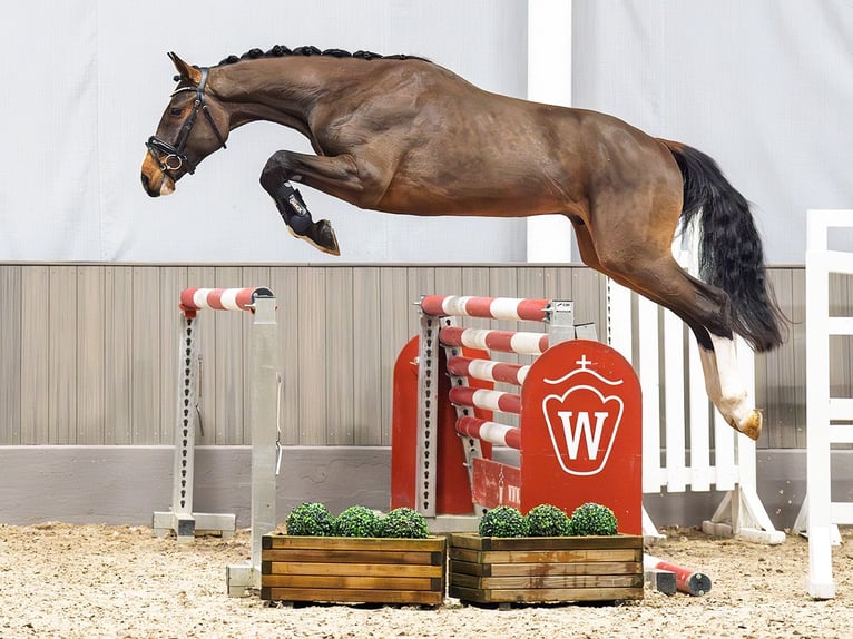 Caballo de deporte alemán Caballo castrado 3 años 165 cm Castaño in M&#xFC;nster-Handorf