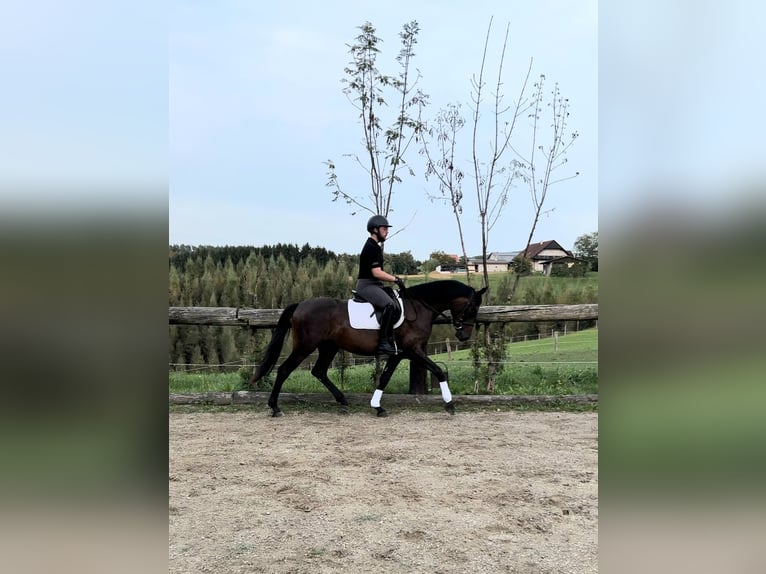 Caballo de deporte alemán Caballo castrado 3 años 165 cm Castaño oscuro in Hitzendorf