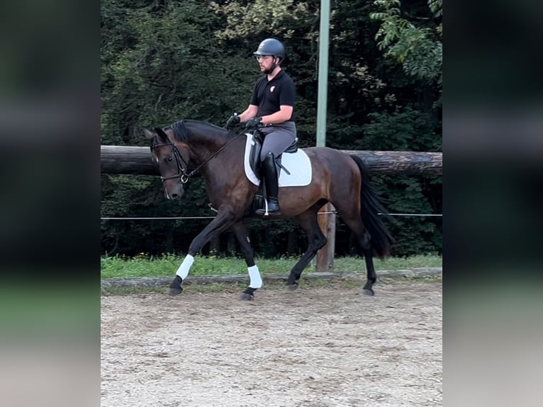 Caballo de deporte alemán Caballo castrado 3 años 165 cm Castaño oscuro in Hitzendorf