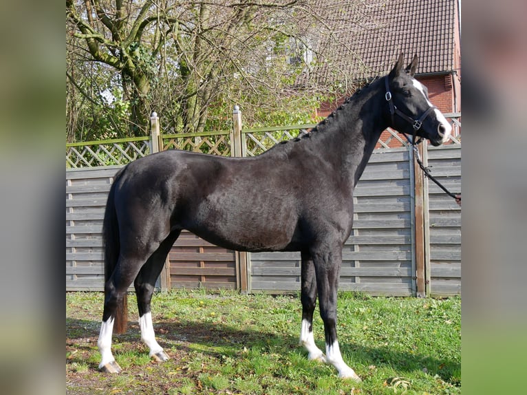 Caballo de deporte alemán Caballo castrado 3 años 165 cm Negro in Dorsten